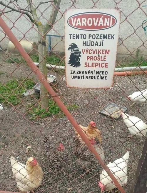 sle.jpg